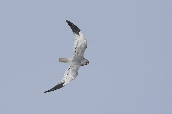 Montagus harrier (Circus pygargus) — Stock fotografie