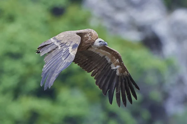 Vale gier (Gyps fulvus) — Stockfoto