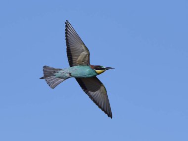 Avrupa Arı Yiyen (Merops Apiaster))