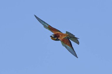 Avrupa Arı Yiyen (Merops Apiaster))