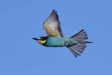 Avrupa Arı Yiyen (Merops Apiaster))