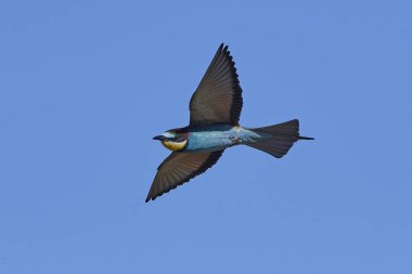 Avrupa Arı Yiyen (Merops Apiaster))