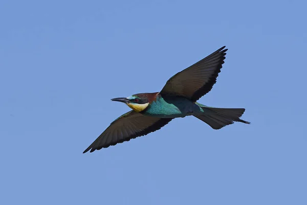 Abejas europeas (Merops Apiaster) —  Fotos de Stock