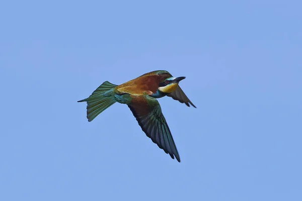 Vlha pestrá (Merops Apiaster) — Stock fotografie