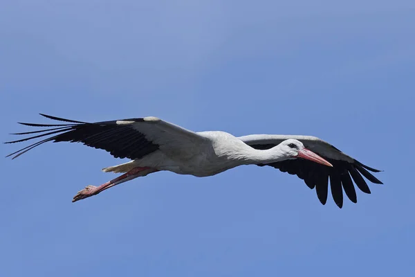 White stork (Ciconia ciconia) — Stock Photo, Image