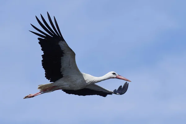 White stork (Ciconia ciconia) — Stock Photo, Image