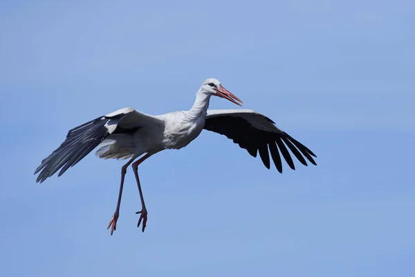 白鹤（Ciconia ciconia）) — 图库照片