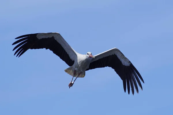 白鹤（Ciconia ciconia）) — 图库照片