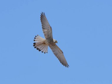 Küçük kerkenez (Falco naumanni)