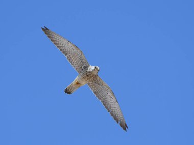 Küçük kerkenez (Falco naumanni)