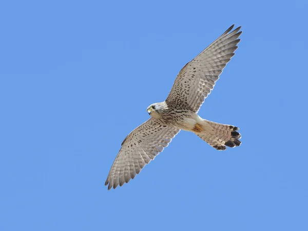 Kleine torenvalk (Falco naumanni) — Stockfoto