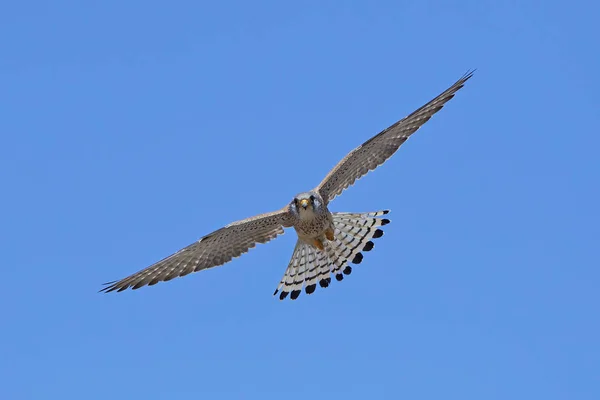 Kleine torenvalk (Falco naumanni) — Stockfoto