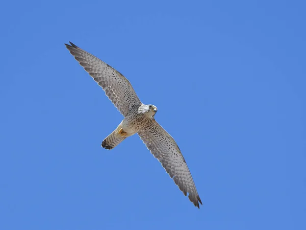 Lesser kestrel (Falco naumanni) — Stock Photo, Image