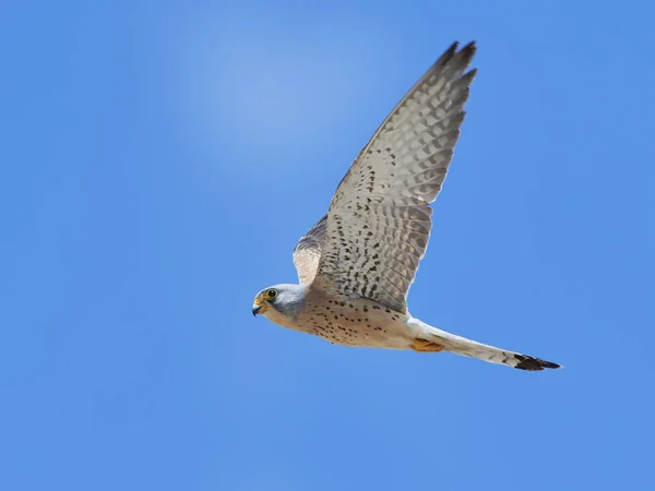 Gheppio minore (Falco naumanni ) — Foto Stock