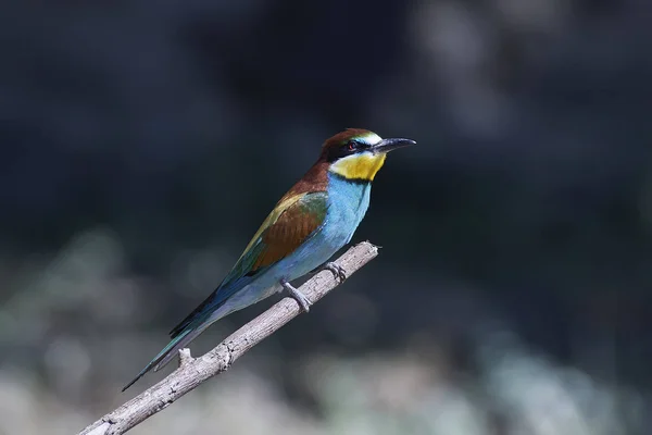 Comedor europeu de abelhas (Merops Apiaster) — Fotografia de Stock