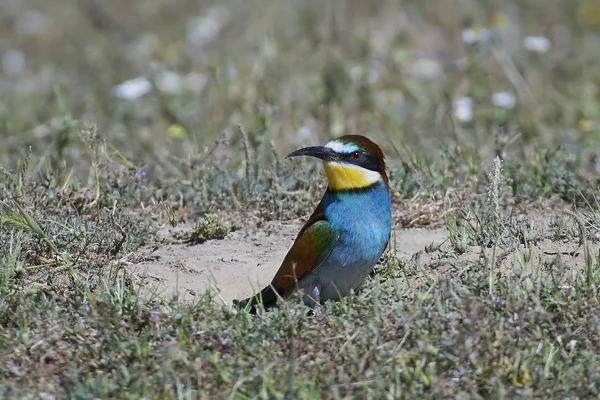 Abejas europeas (Merops Apiaster) —  Fotos de Stock