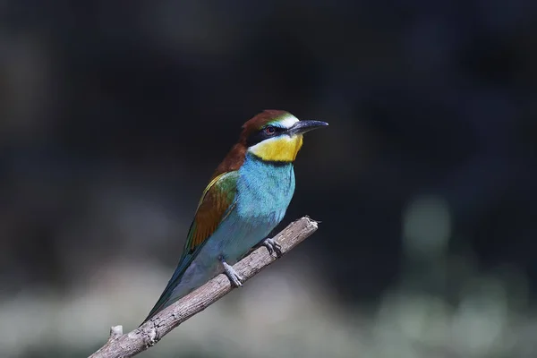 Vlha pestrá (Merops Apiaster) — Stock fotografie