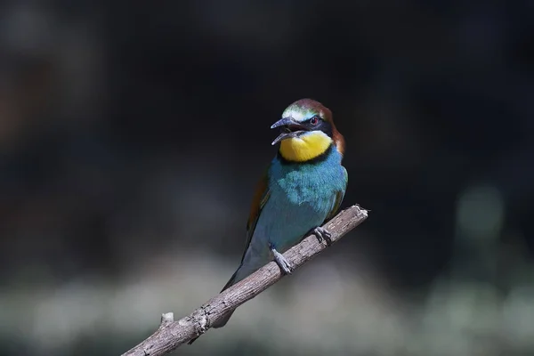 Vlha pestrá (Merops Apiaster) — Stock fotografie