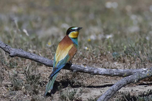 Europeisk biätare (Merops Apiaster)) — Stockfoto