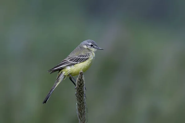 Batı Sarı kuyruksallayan (Motacilla flava) — Stok fotoğraf