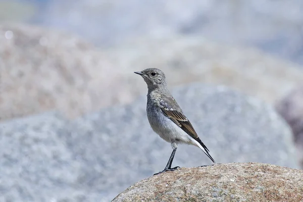 Kuzey kuyrukkakan (Oenanthe oenanthe) — Stok fotoğraf