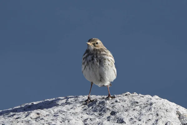 Water pipit (Anthus spinoletta) — Stock Photo, Image