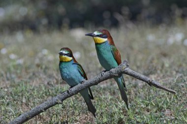 Avrupa Arı Yiyen (Merops Apiaster))