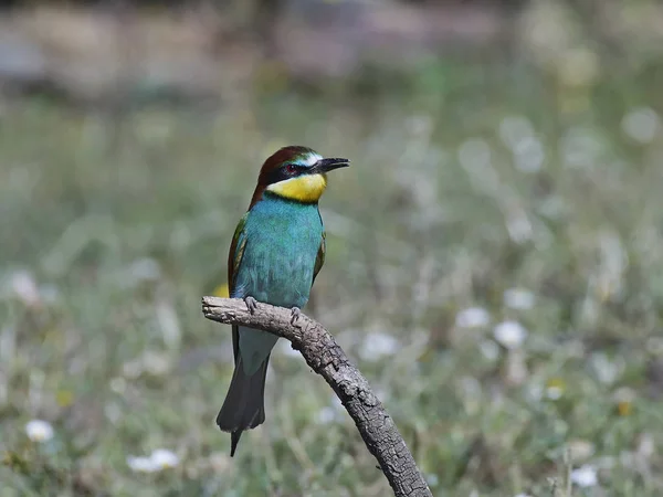 Europese bijeneter (Merops Apiaster)) — Stockfoto