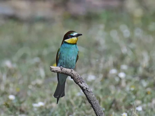 Vlha pestrá (Merops Apiaster) — Stock fotografie