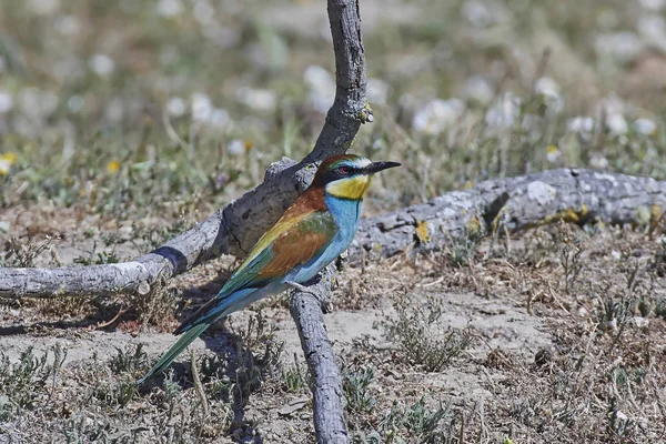 Vlha pestrá (Merops Apiaster) — Stock fotografie