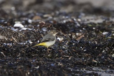 Gri kuyruksallayan (Motacilla cinerea)