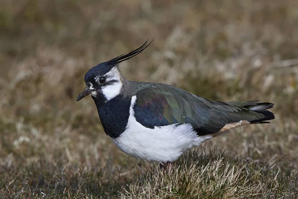 Northern lapwing (Vanellus vanellus) — Stock Photo, Image