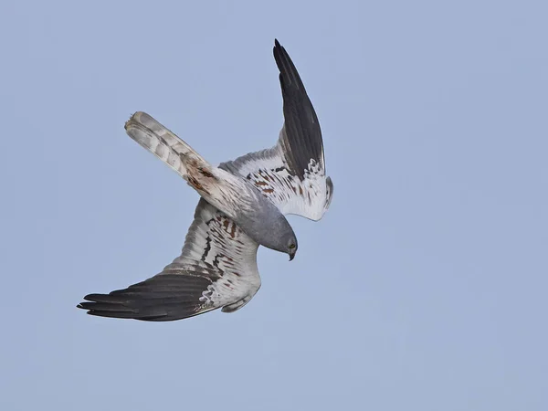 Falco di Montagus (Circus pygargus) — Foto Stock