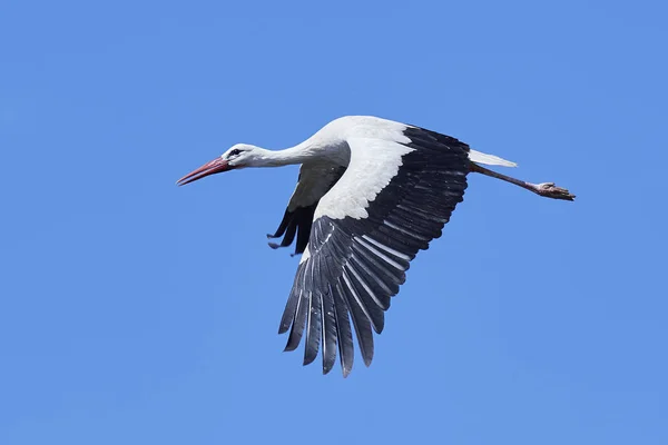 Witte ooievaar (Ciconia ciconia)) — Stockfoto