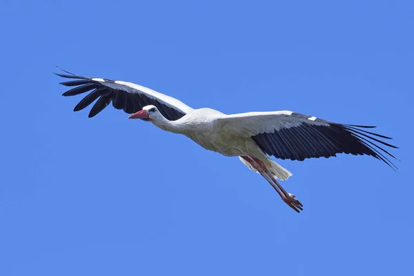 Witte ooievaar (Ciconia ciconia)) — Stockfoto