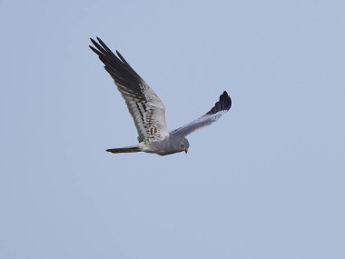 Montagus harrier (Circus pygargus)