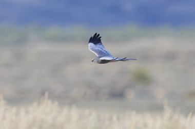 Montagus harrier (Circus pygargus)