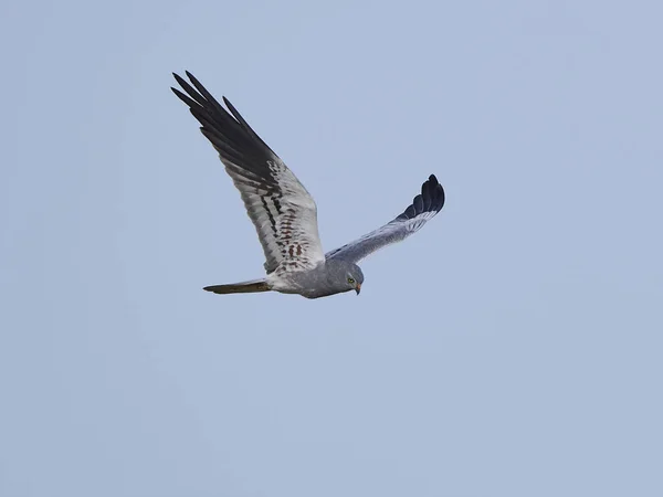 Montagus harrier (Circus pygargus) — Stock Photo, Image