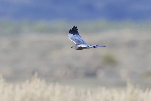 Montagus harrier (Circus pygargus) — Stok fotoğraf