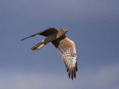 Montagus harrier (Circus pygargus)