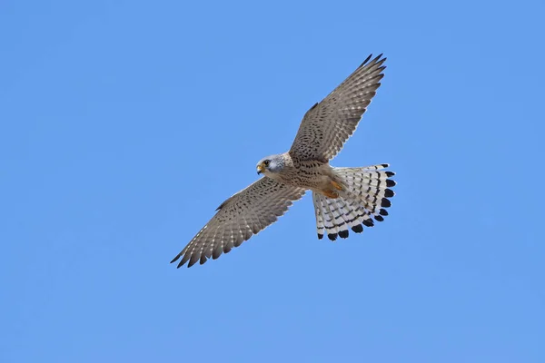 Lesser kestrel (Falco naumanni) — Stock Photo, Image