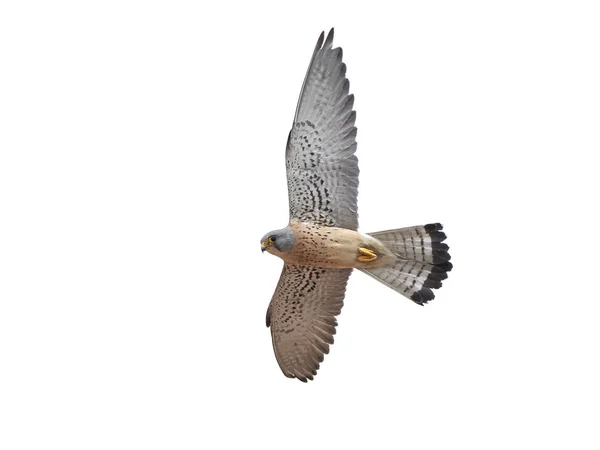 Turmfalke (falco naumanni)) — Stockfoto