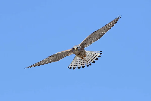 Küçük kerkenez (Falco naumanni) — Stok fotoğraf