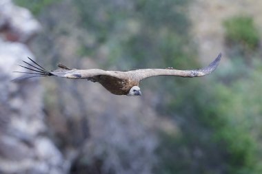 Griffon akbabası (Gyps fulvus)