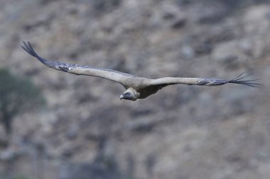 Griffon akbabası (Gyps fulvus)
