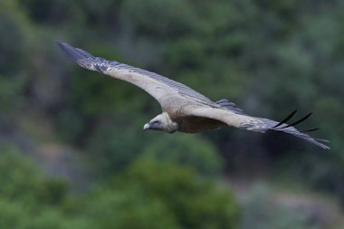 Griffon akbabası (Gyps fulvus)