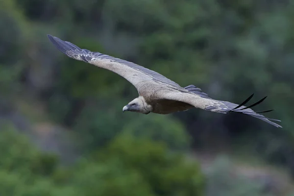 Buitre leonado (Gyps fulvus) — Foto de Stock