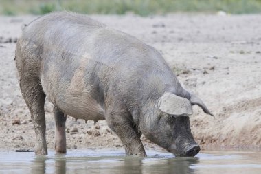 Aile içi domuz ayakta su