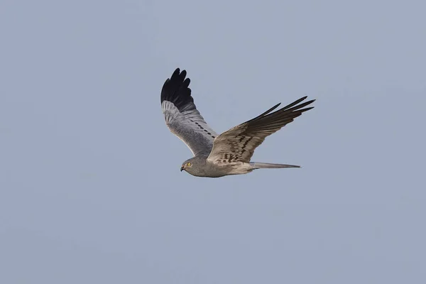 Montagus Kiekendief (Circus pygargus) — Stockfoto