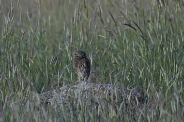 Küçük Baykuş (Athene noctua)